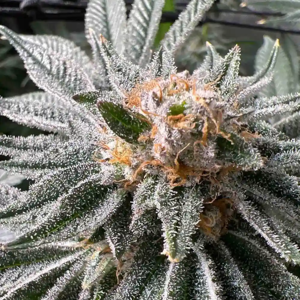 Fort lauderdale weed delivery for Premium THC and CBD Products