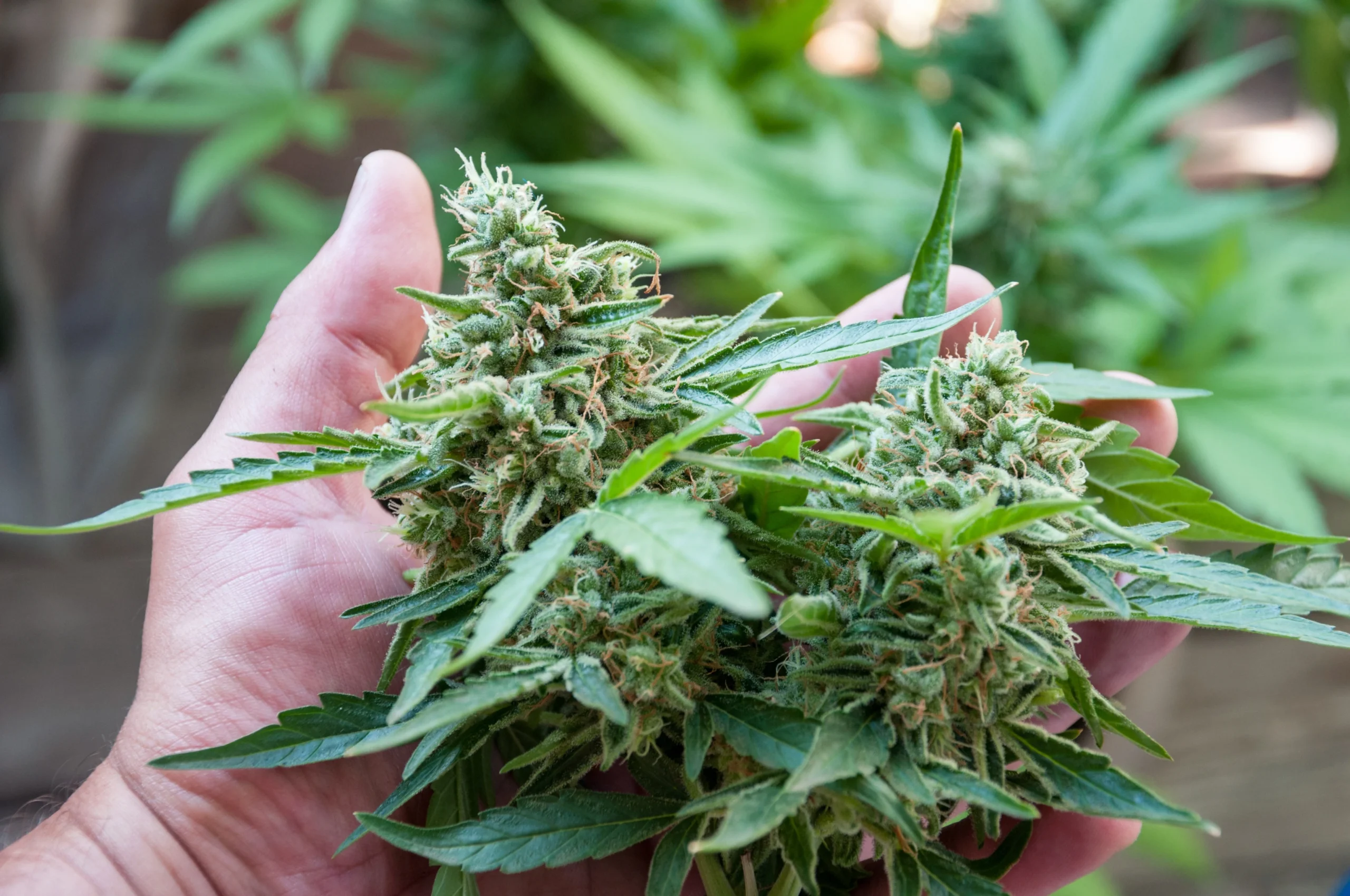 Bluetenbande – Nachhaltiger Cannabis-Club