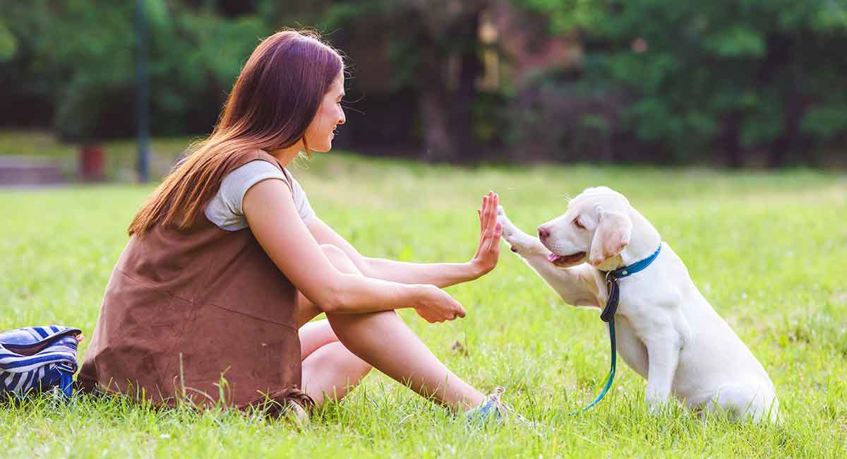 Do Emotional Support Animals Have to Be Trained? What Every Owner Should Know